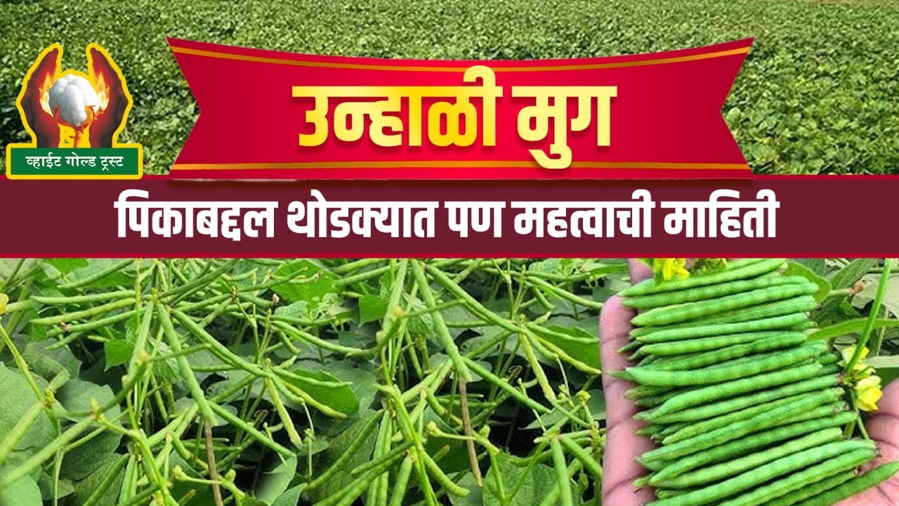 उन्हाळी मूग पिकाबद्दल थोडक्यात परंतु महत्वाची माहिती