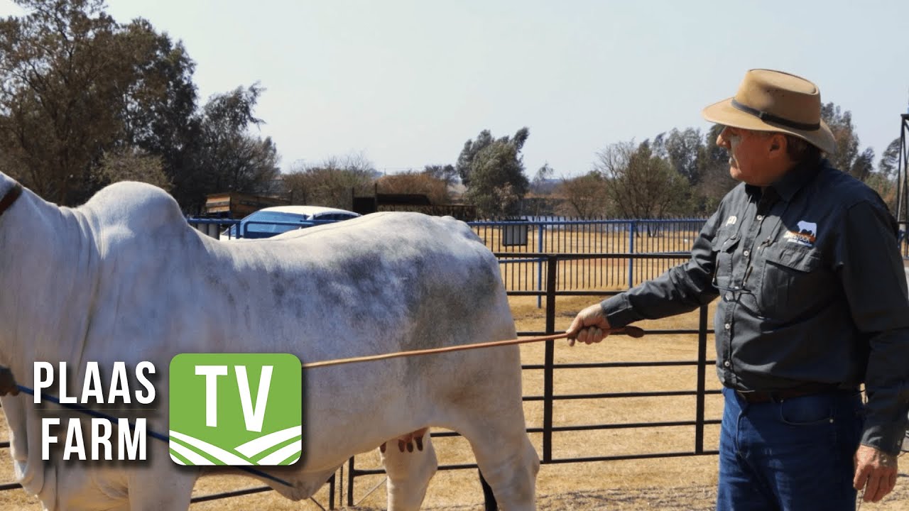 Stud cattle through the judge's eye: Farm TV - 13 September 2021
