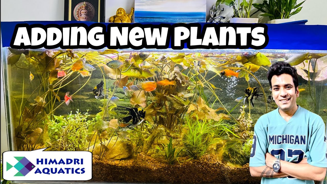 Aquarium Plants | Planted Aquarium | Himadri Aquatics | Underwater Plants | Aquatic Plants