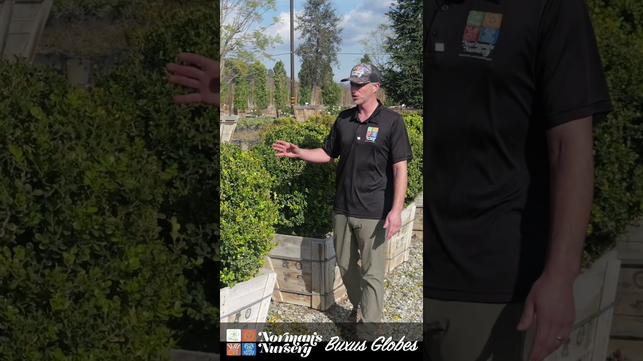 Welcome to Tuesday Tree's with Norman's Nursery