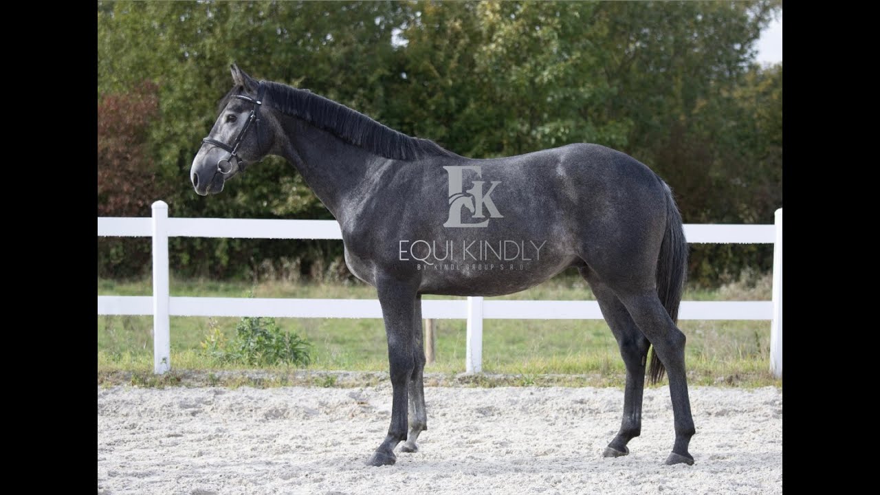 4yo gelding by Tallmann TN (Toulon) x Papillion