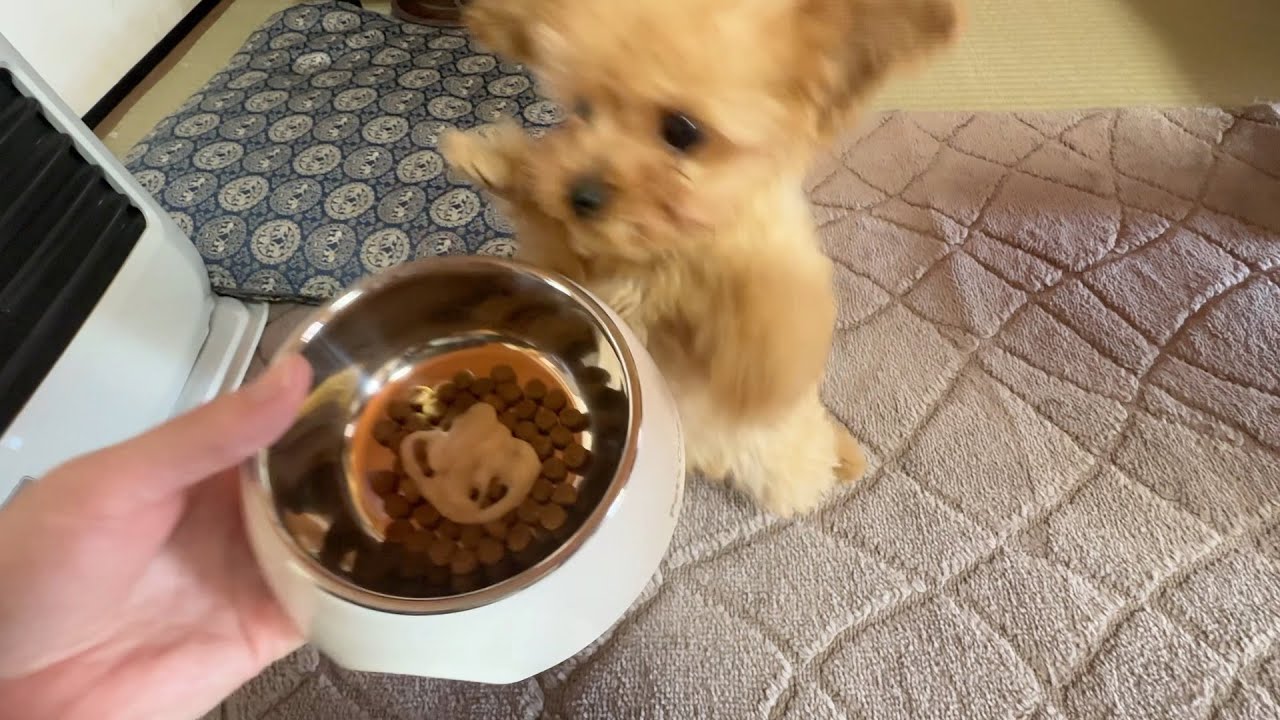 毎日弟のご飯の時間は闘いです