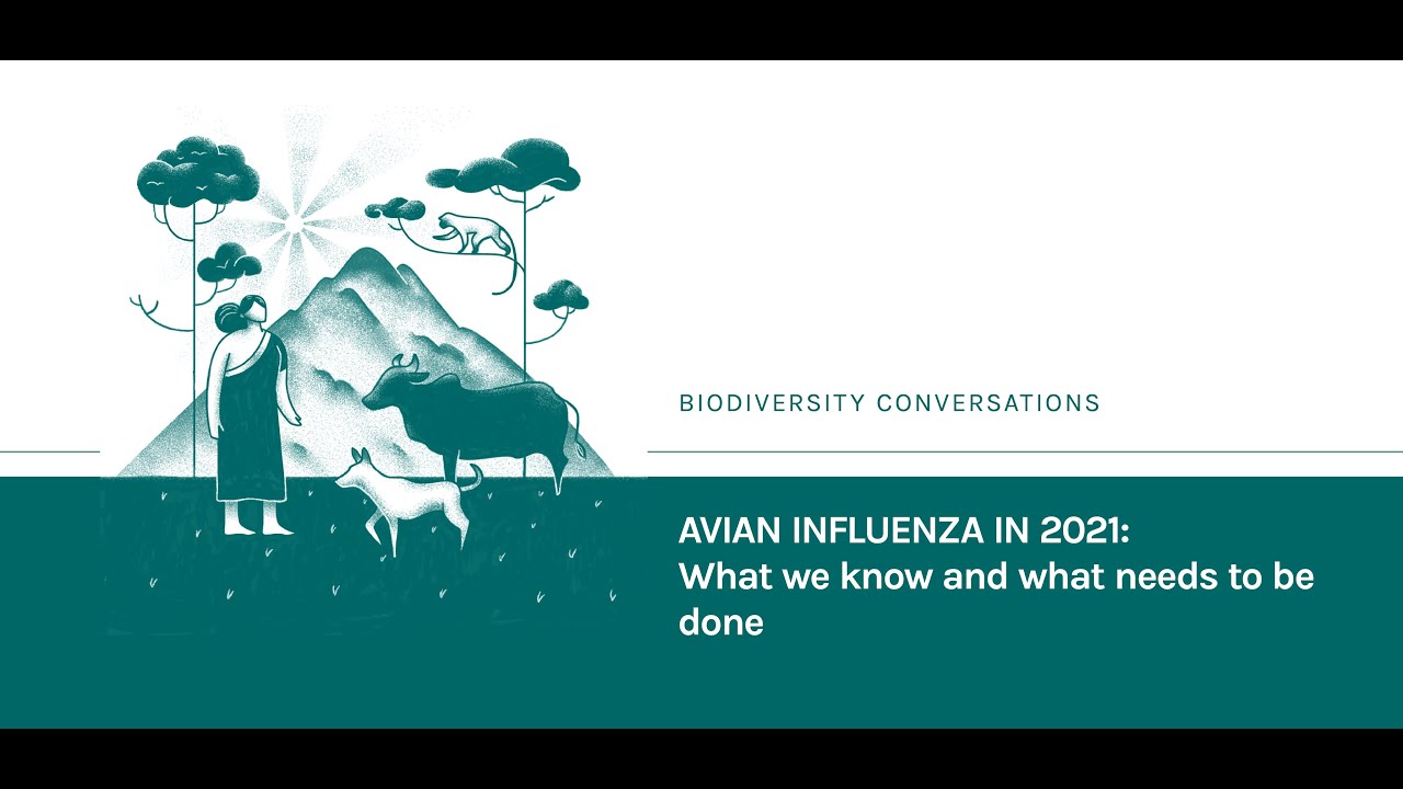 Avian Influenza in 2021: What we know and what needs to be done