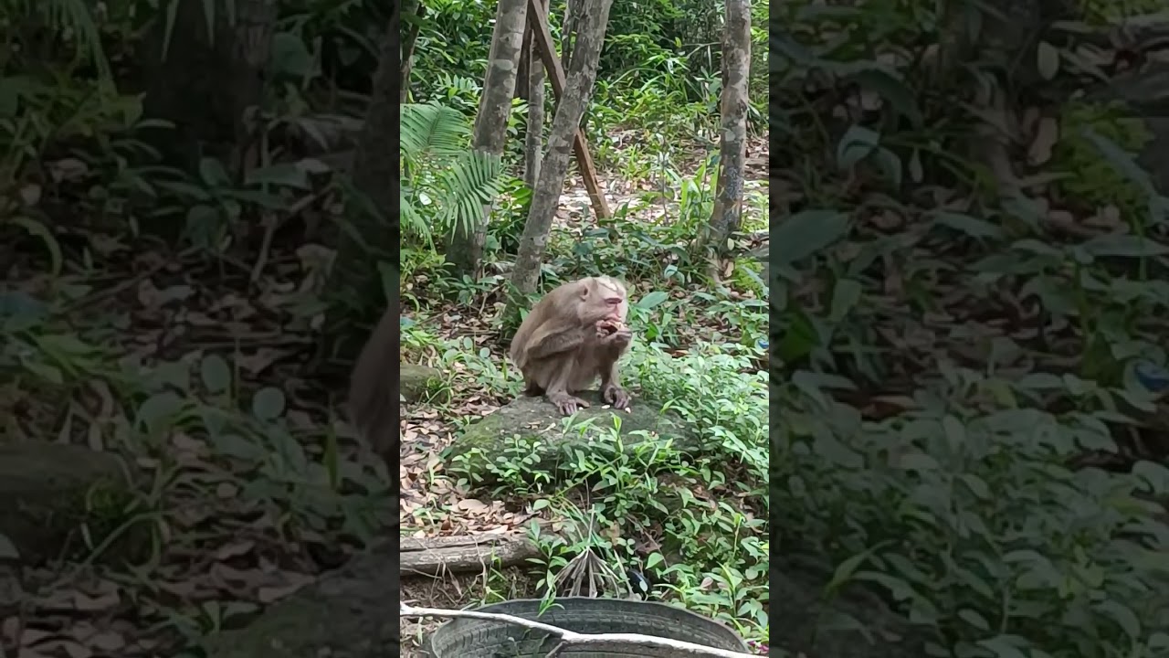 Monkey need food 😢#monkey 🐒