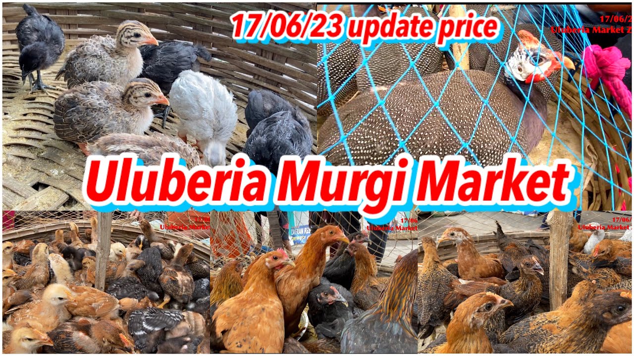Uluberia hen market Uluberia murgi Market Uluberia Pet Market 17/6/23 price update #cheapestprice
