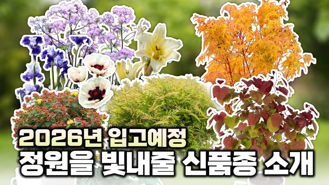 [2026년 신상예고] 역대급 품종들 입고예정🎁 올해 정원을 빛내줄 신품종 8가지‼️지금 바로 확인해보세요❤️