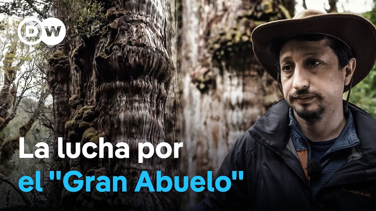 Chile: La batalla para proteger uno de los árboles más antiguos del mundo