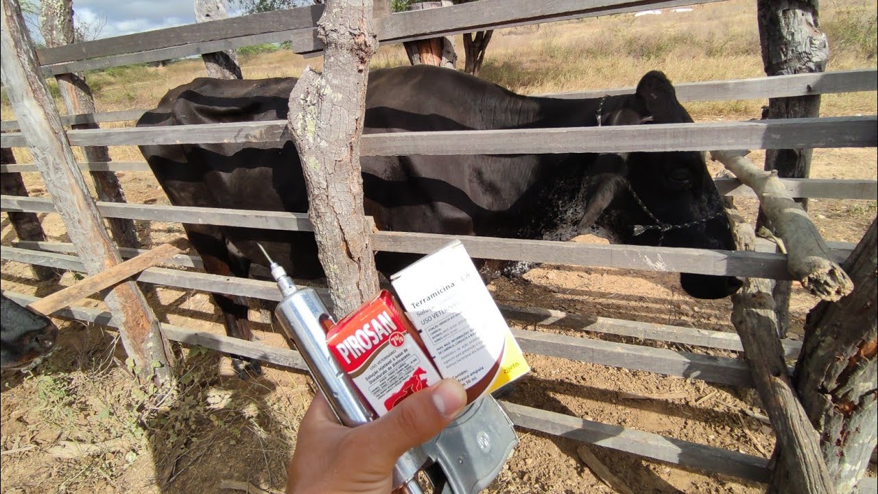 COMO TRATAR A TRISTEZA BOVINA