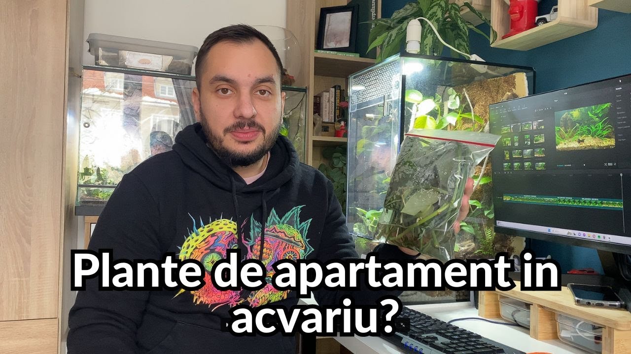 Putem creste plante de apartament in acvariu? Cum se trateaza grisul?