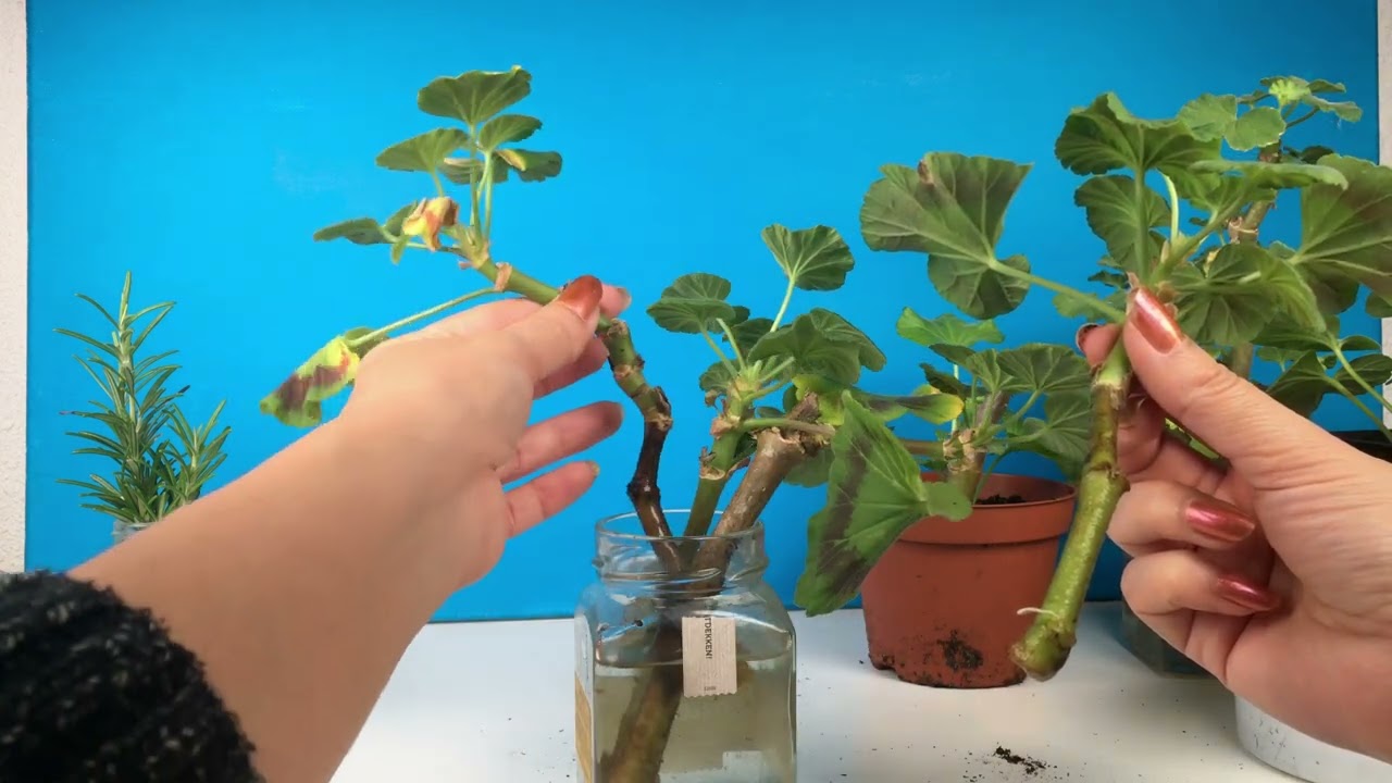 Geraniums & rozemarijn stekken in water