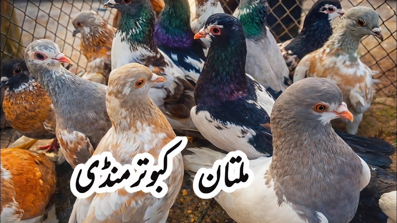 Multan Kabootar Mandi Full Update | Gola Kabootar Shok | Fancy Kabootar Price Today | All Breeds