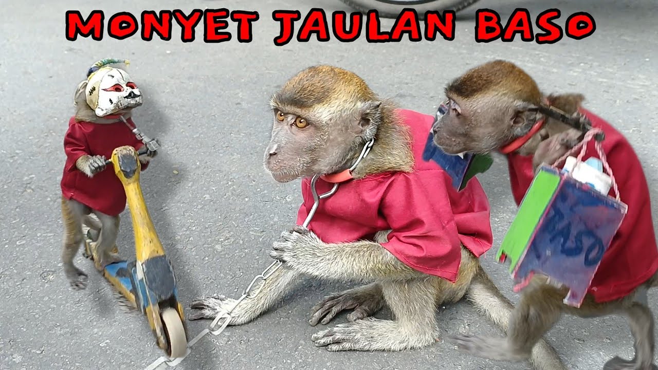 TOPENG MONYET LUCU JUALAN BASO PART 29