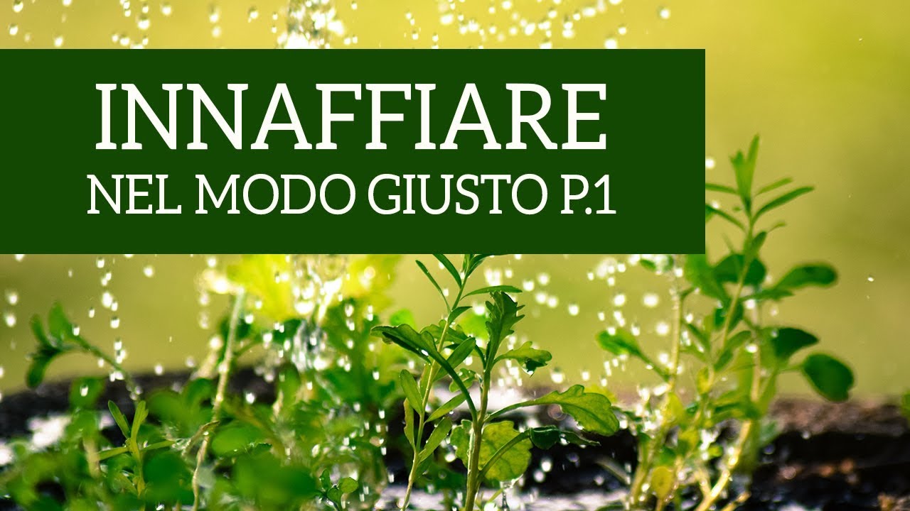 Come innaffiare le piante nel modo giusto! (Parte 1)