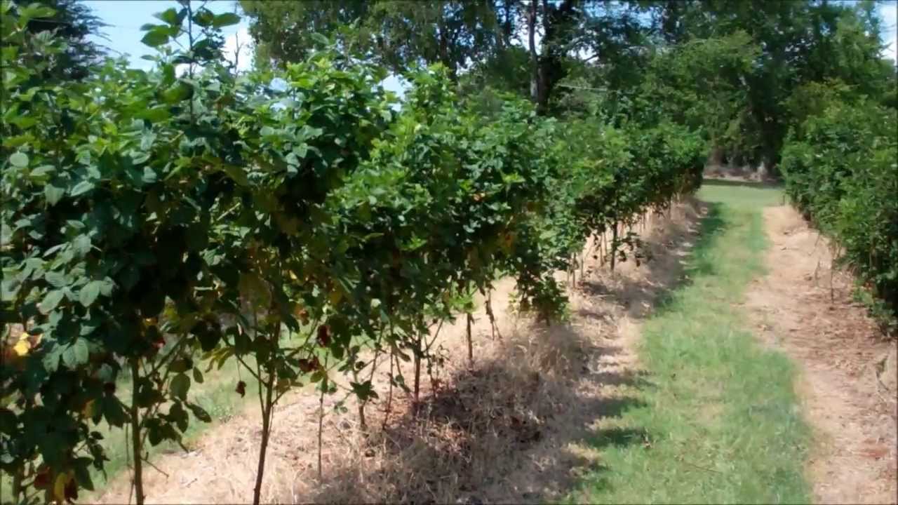 How To Trellis Blackberries and Raspberries