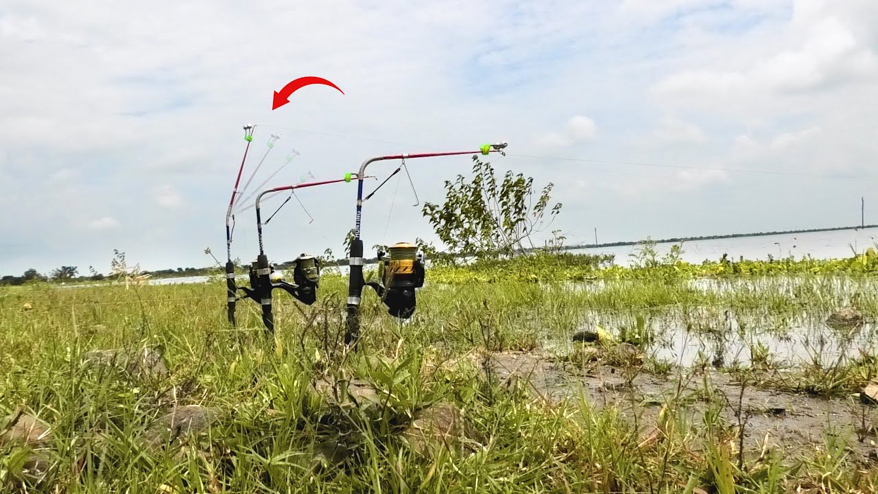 Best Bait for Rohu fishing || How to catch Rohu fish