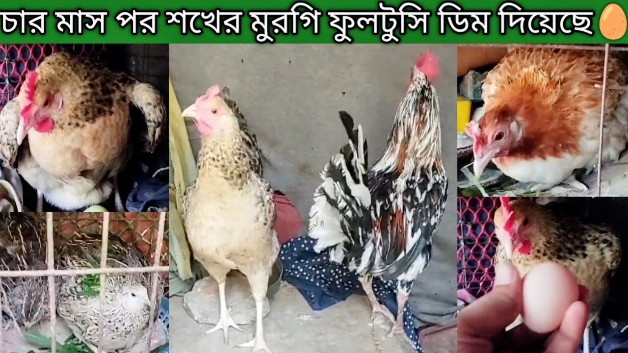 চার মাস বাচ্চা পালন করার পর শখের মুরগি ফুলটুসি আবার নতুন করে ডিম দিয়েছে 🥚🐔