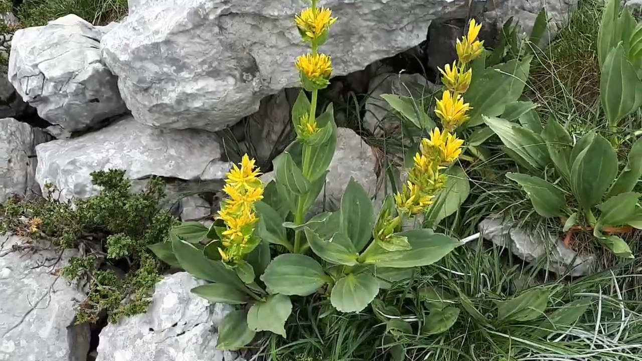 Lincura (Gentiana lutea)