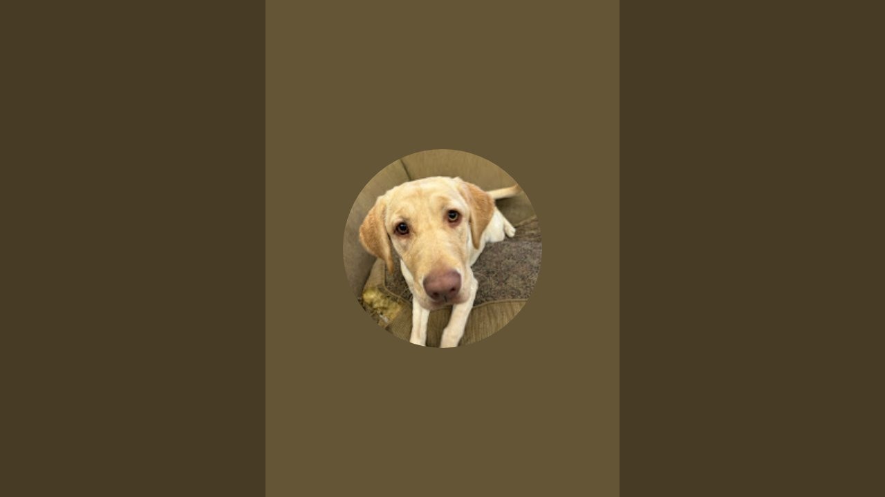 Dogs plus life is live!