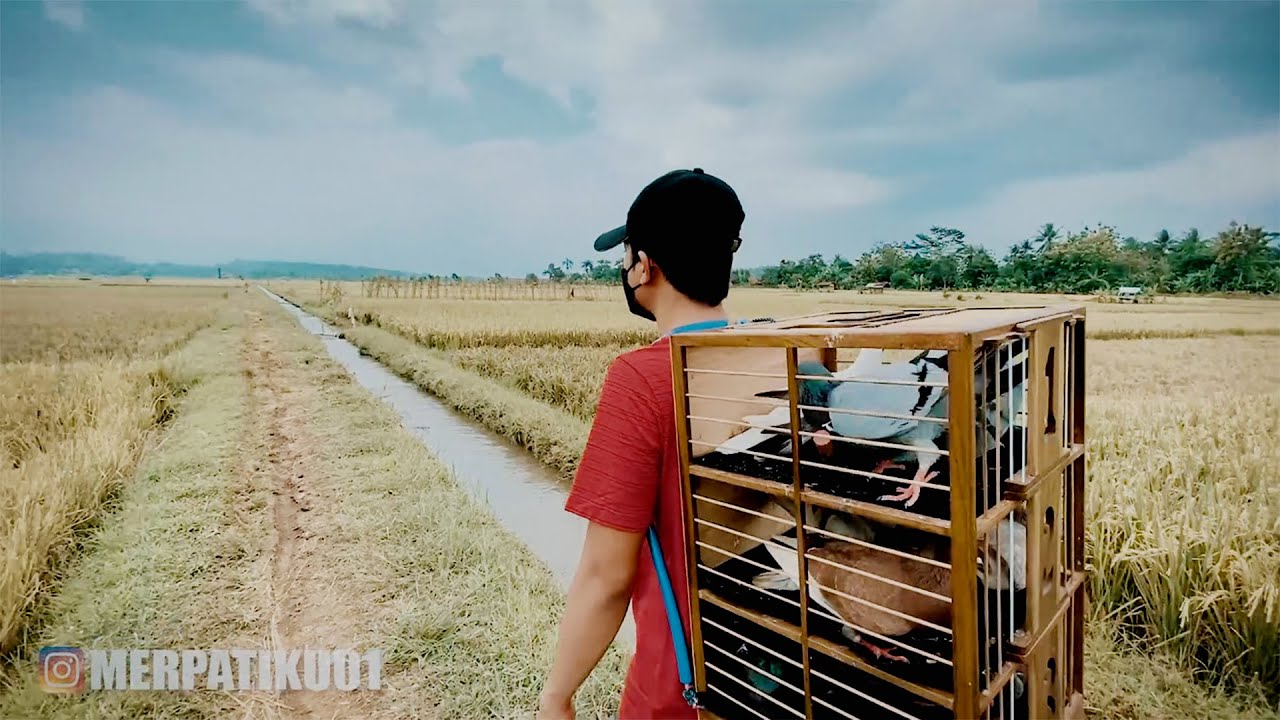 EKSPERIMEN!! TERBANGIN MERPATI LANSUNG JARAK JAUH