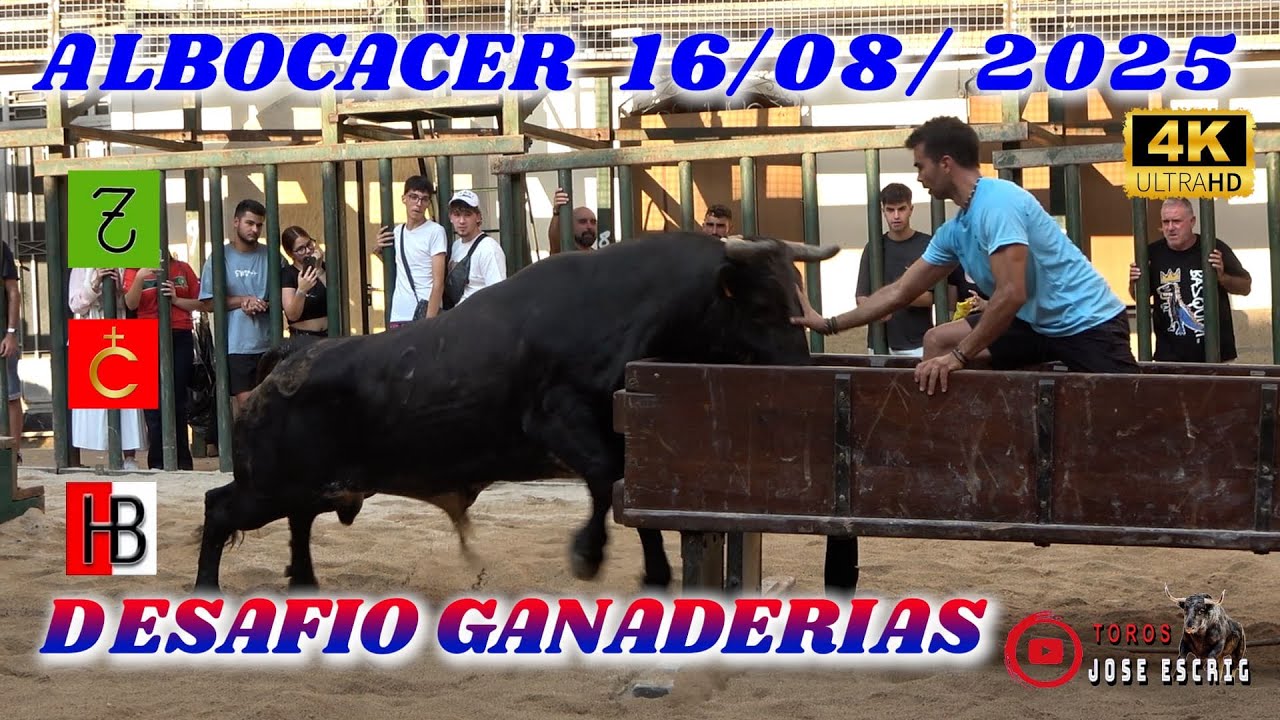 😮‍▶️👌16 08 2025 ALBOCACER DESAFIO GANADERO