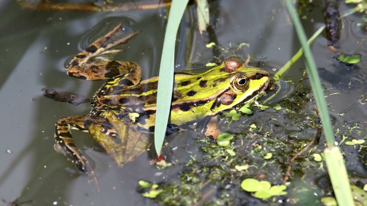 Amazing Amphibians 🐸