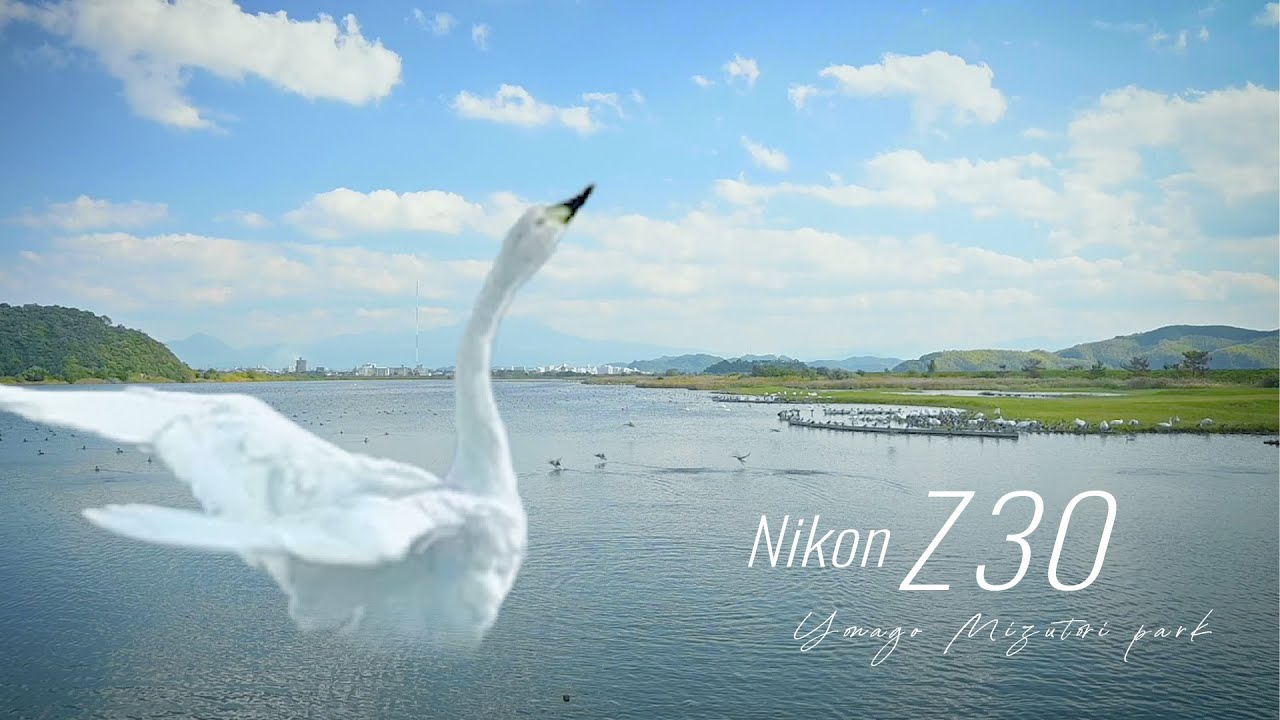 Nikon Z30 | Cinematic video | Pond with swans | NIKKOR Z DX 16-50mm f/3.5-6.3 VR | Japan