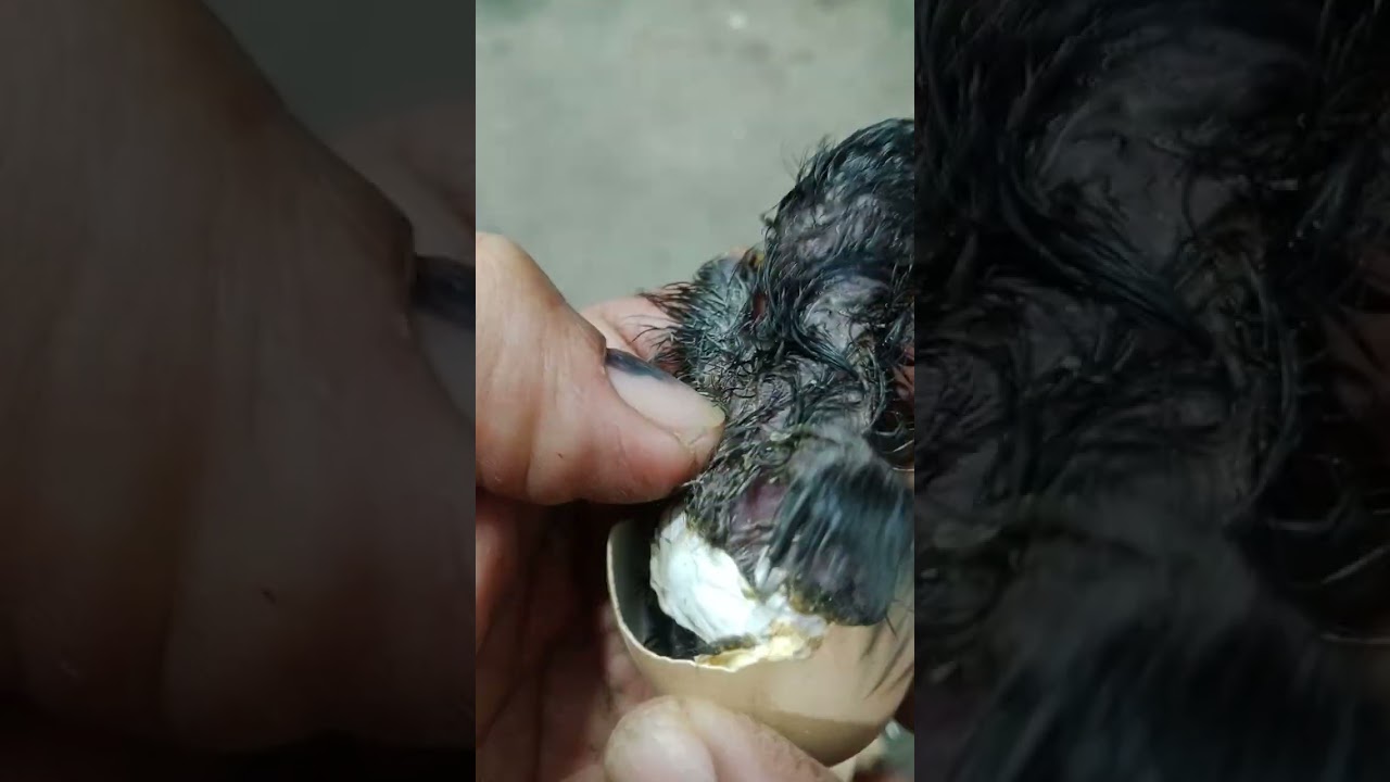 Black seal hen baby chicken hatch
