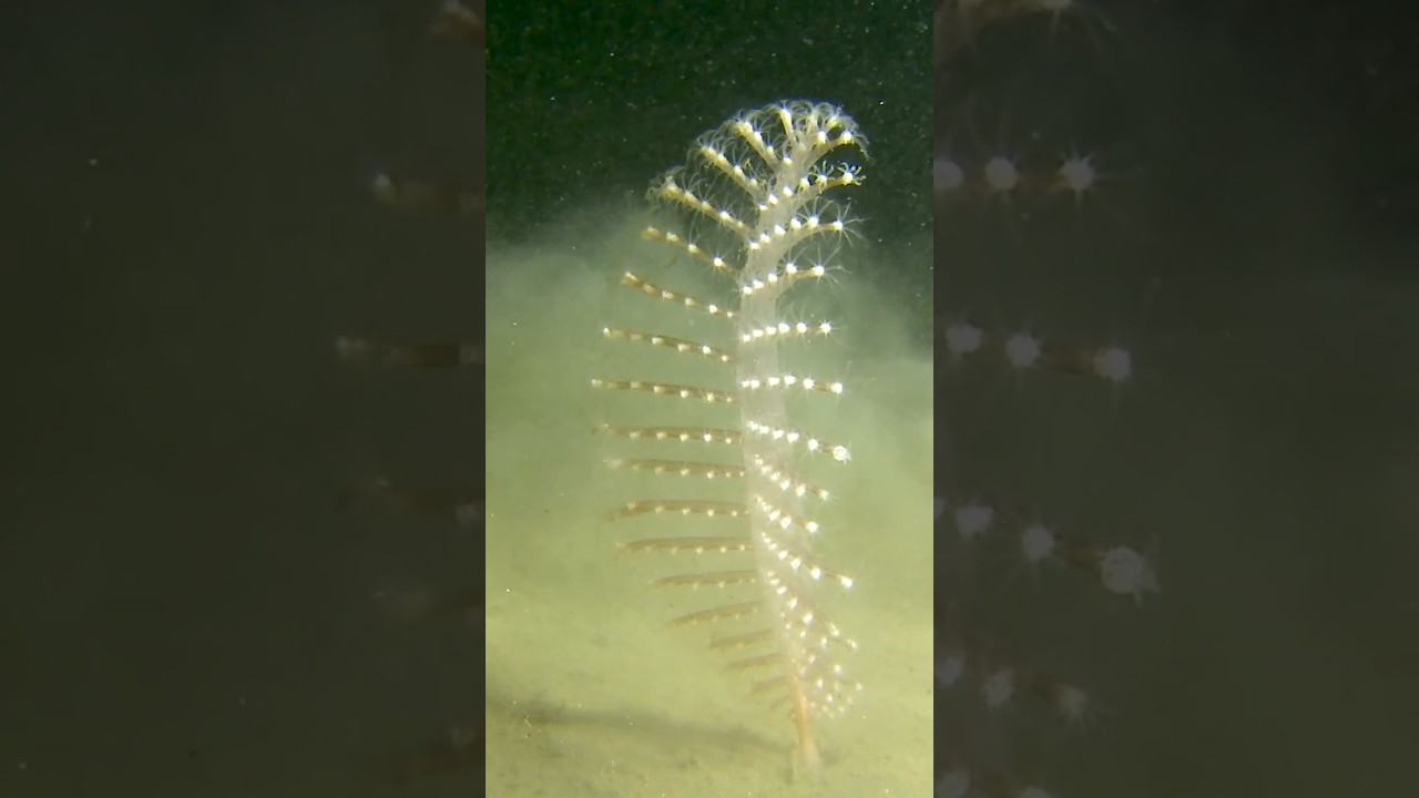 Phosphorescent sea pen with pulsating glow
