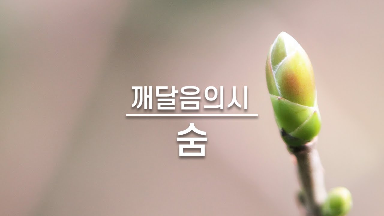 생명의 숨  | 아침 명상, 잠자기 전에 명상할 때 들으면 좋은글, 깨달음의 시