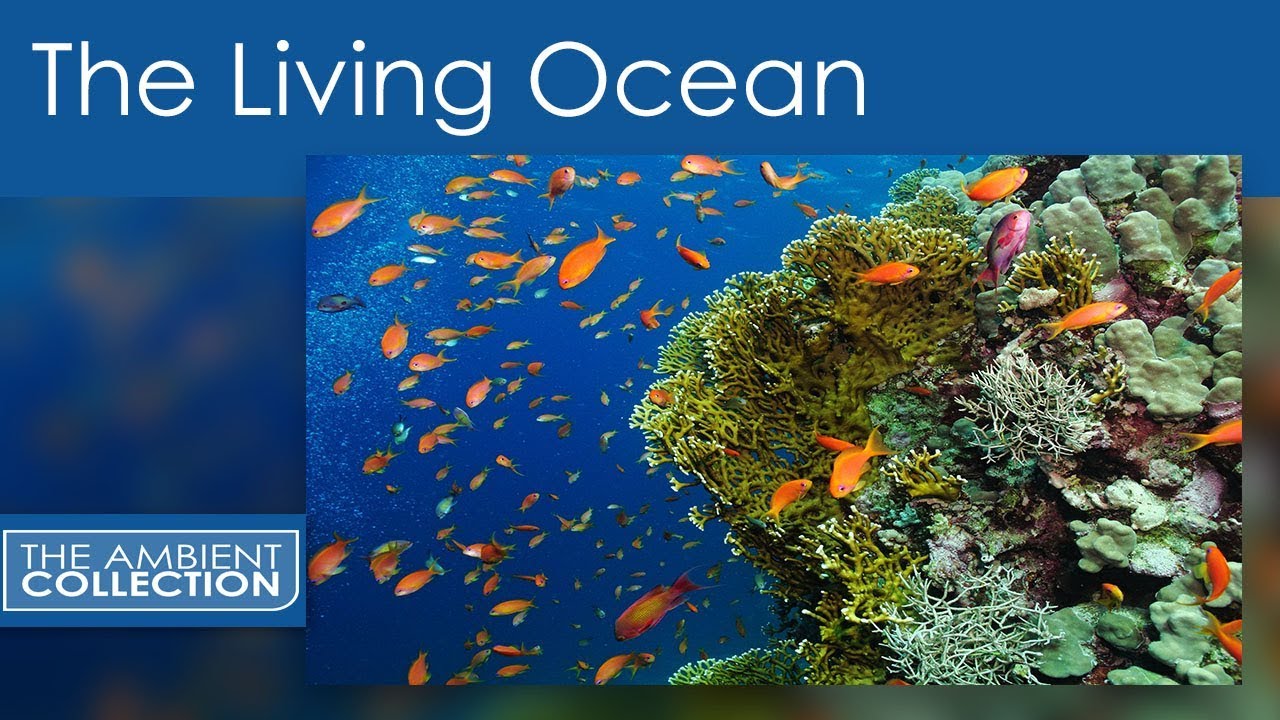 The Living Ocean - A Relaxing Journey Through the Tropical Indo-Pacific