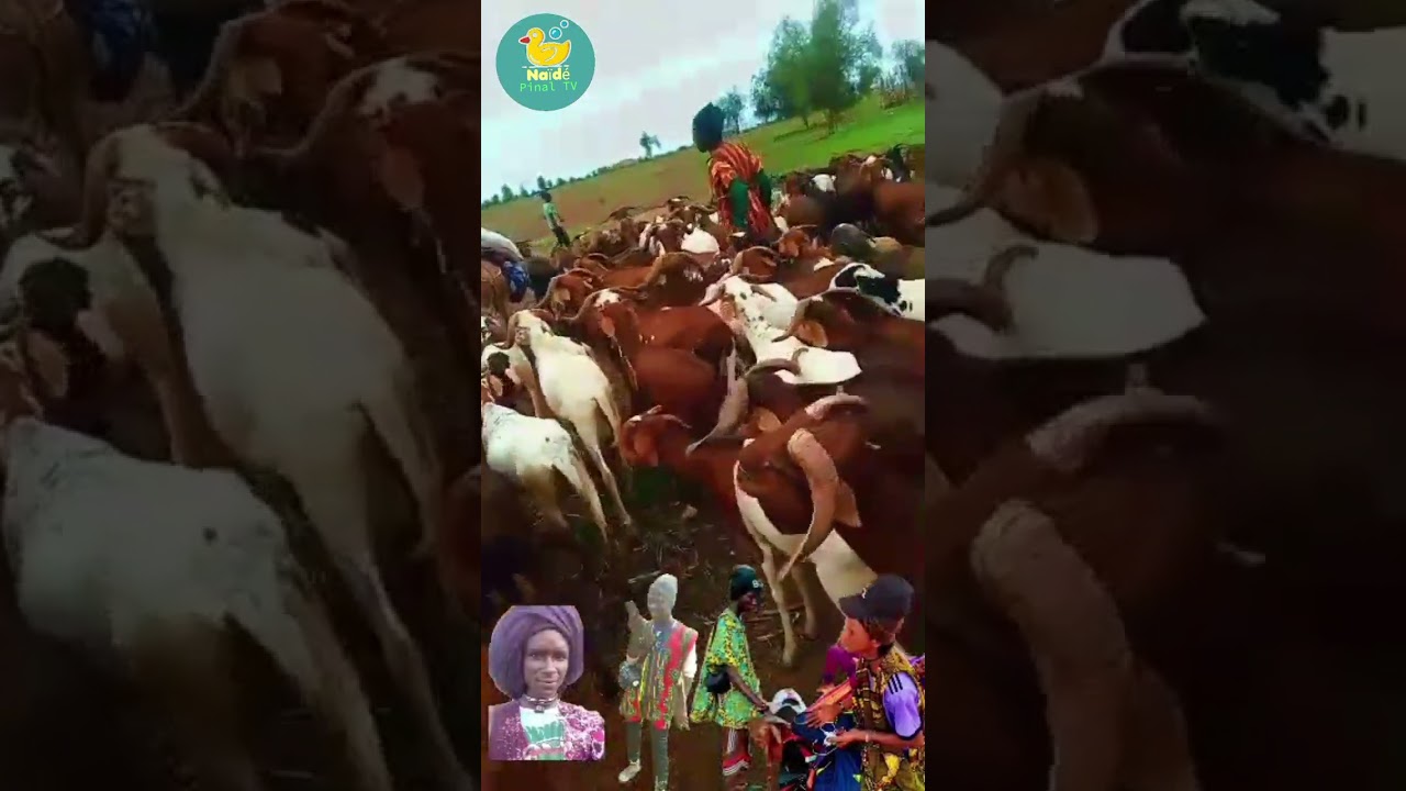 Demba hamadi sada