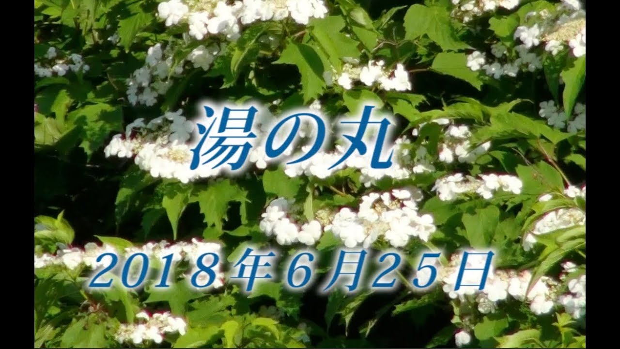 134 上信越 湯の丸6月 2018年6月25日 - 生物多様性体験保全センター 高山植物を主とした野生植物の映像集