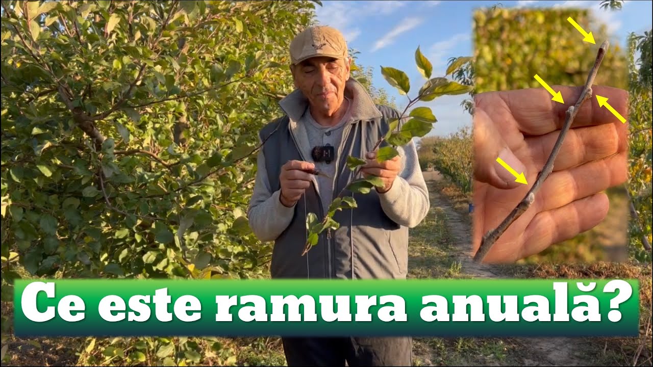 Ce este ramura anuală?