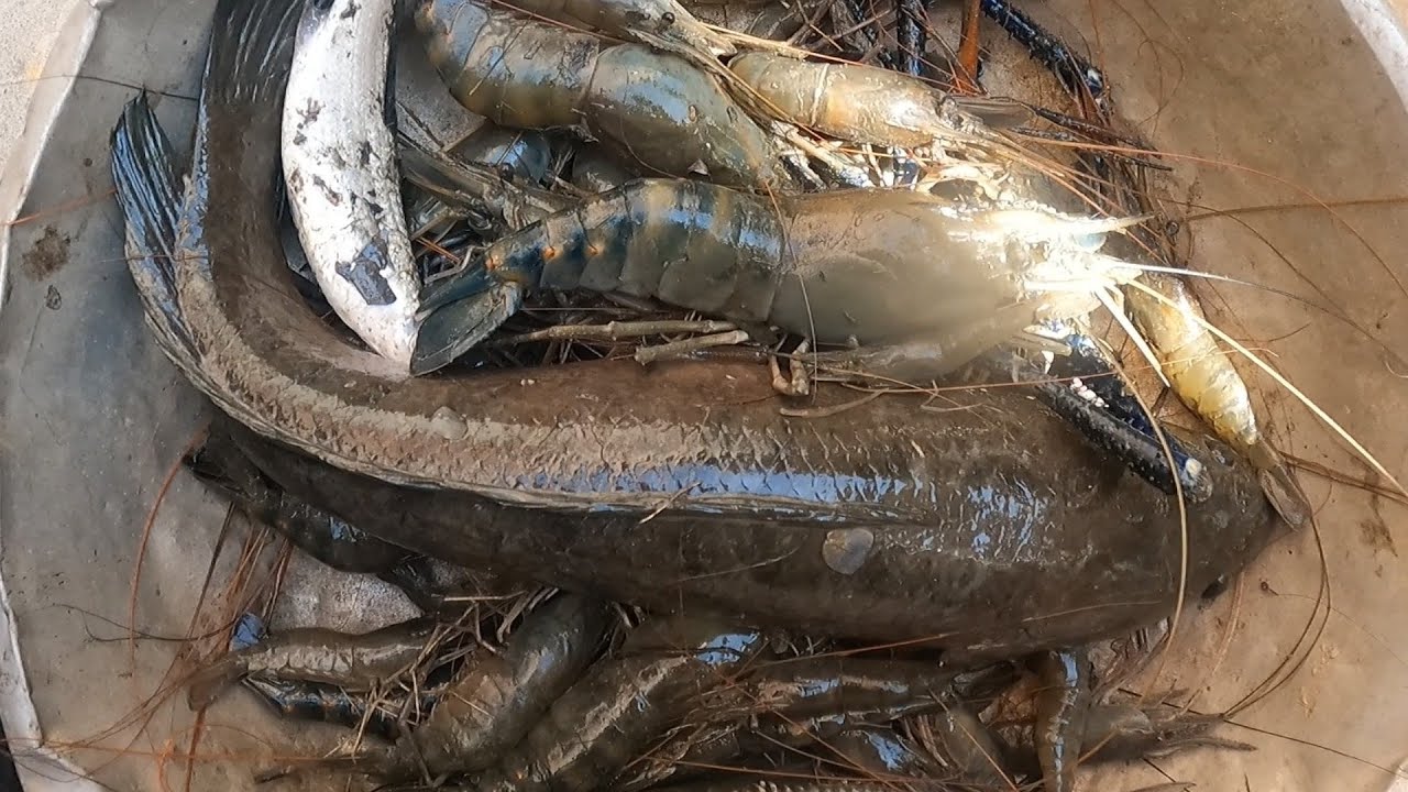 VÀO VŨNG LÂU NĂM XIỆC TÔM CÀNG CÁ LÓC Đ KHỦNG LỒ @**@TÙNG NHÀ BÈ 