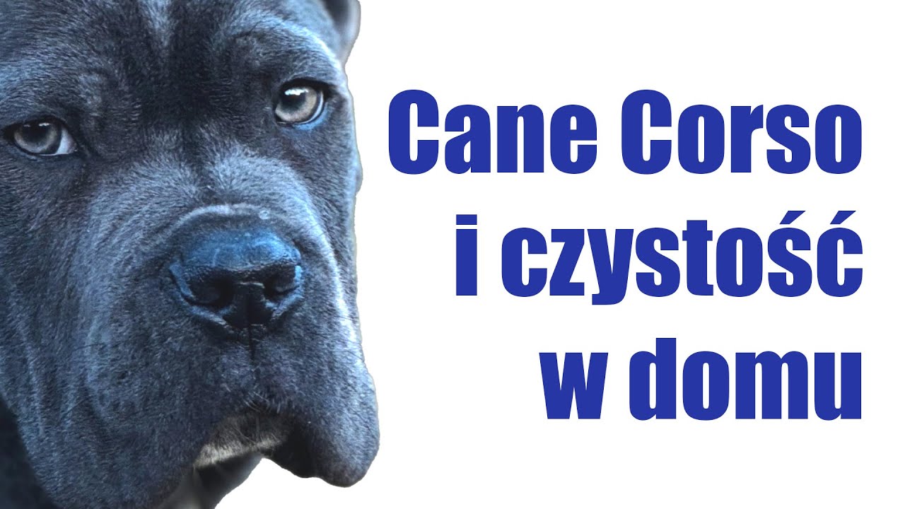 Jak nauczyć psa czystości szybko i skutecznie? | Cane Corso