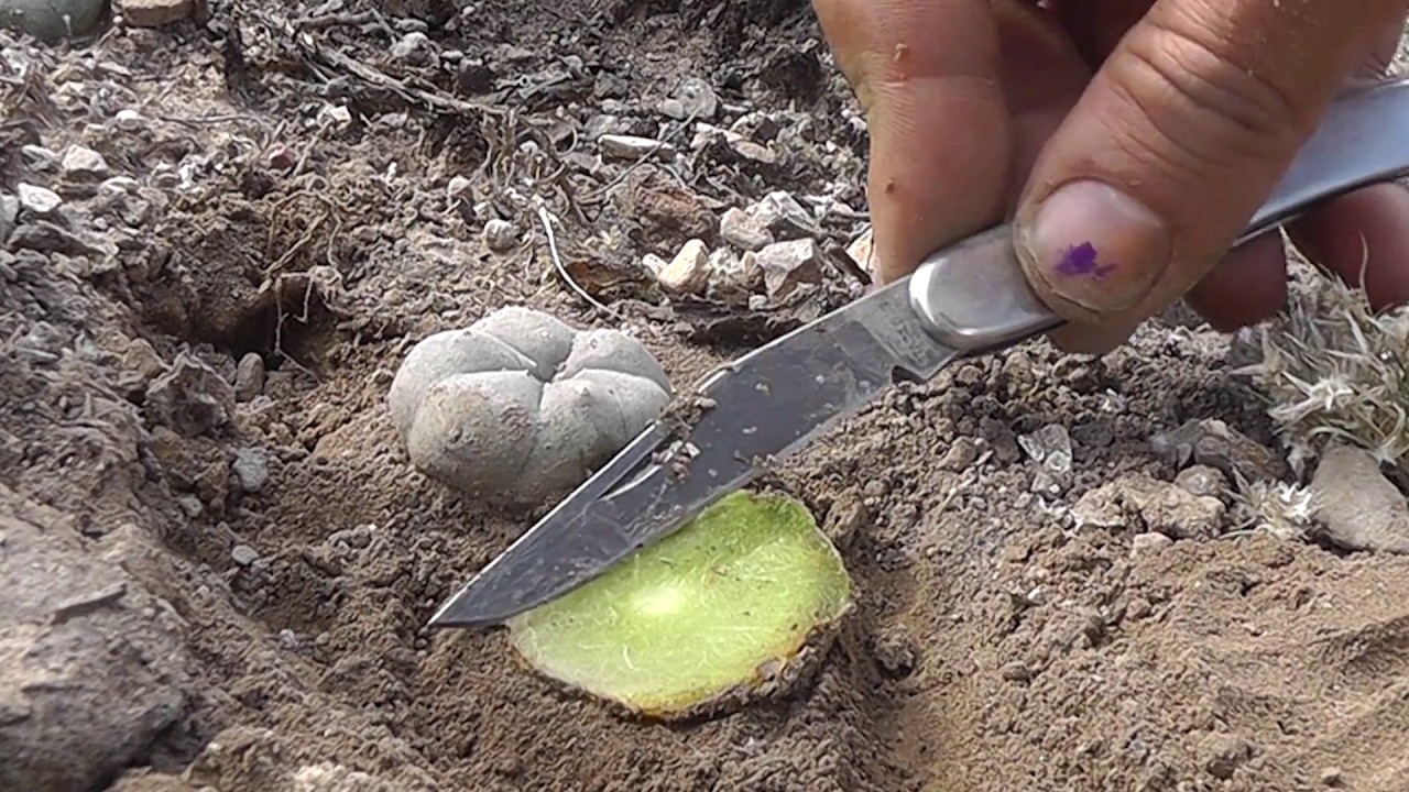 Peyote - How to cut