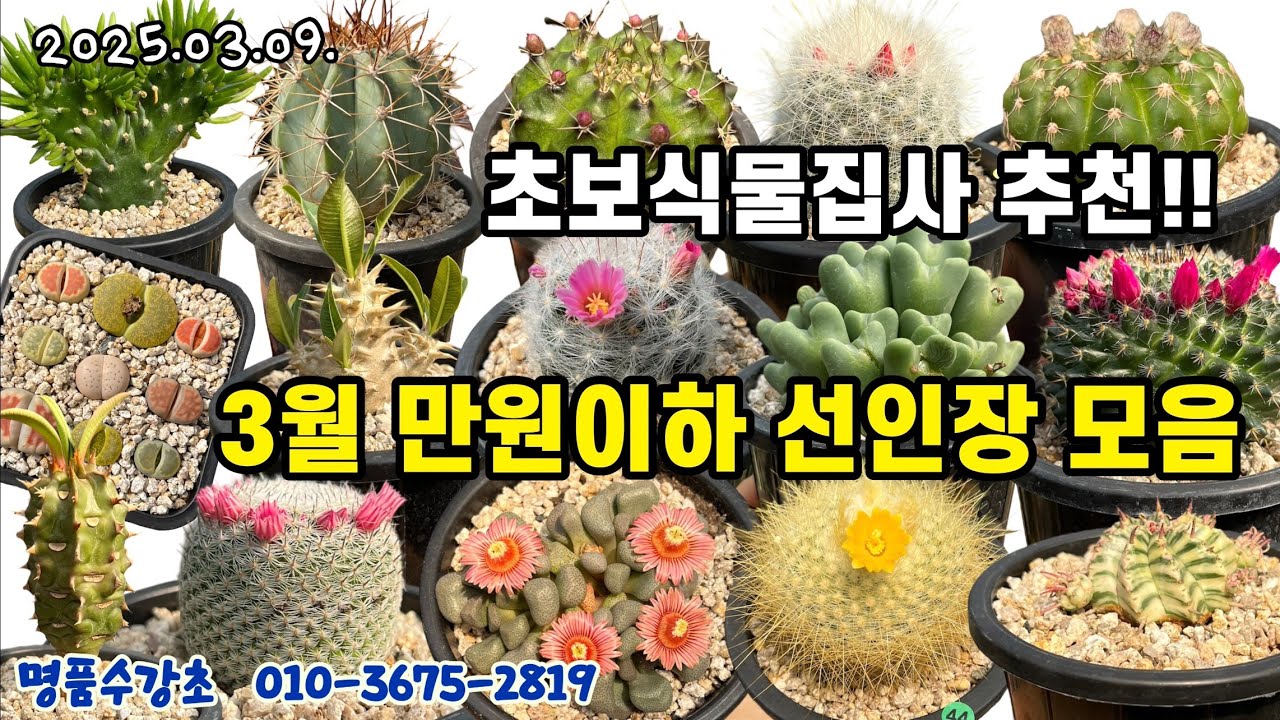 명품수강초 3월 만원이하 선인장 모음🌵초보식물집사 추천!!