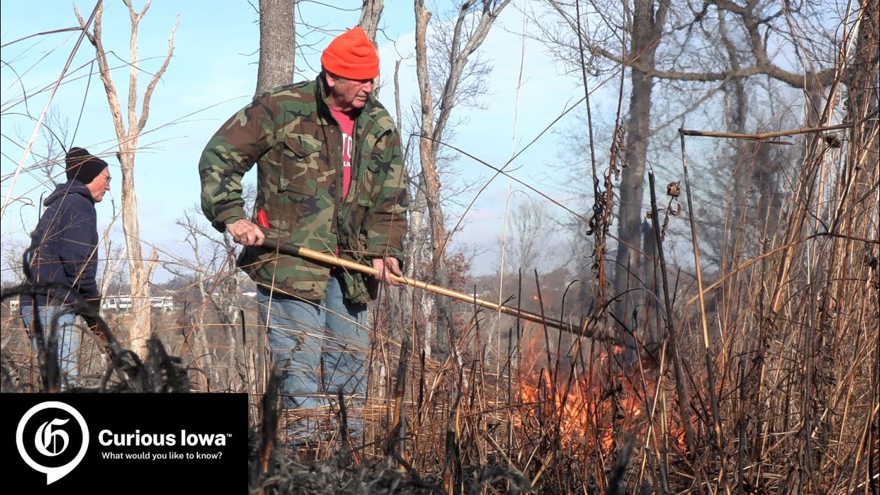 Curious Iowa: How are prairies burned?
