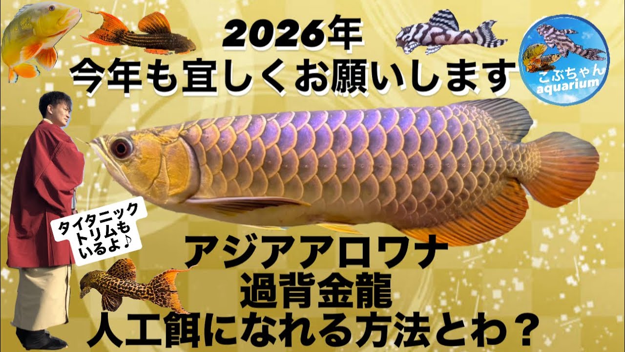 アジアアロワナ過背金龍、トリムプレコ餌やりのコツとは？2026年新年初動画