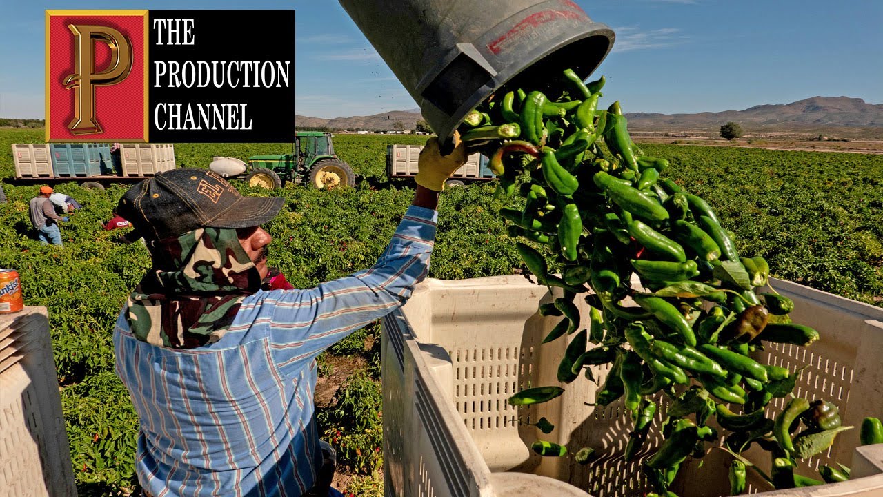 Awesome Green Chili Pepper Farming and Harvest | Processing Factory | The Production Channel
