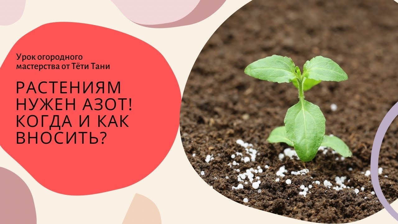 576. Мочевина Карбамид. Чтобы цвет не опадал на томатах и не только.