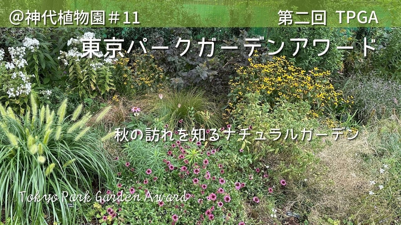 【神#11】猛暑を乗り越えた和風ナチュラルガーデン☘️第二回東京パークガーデンアワード＠神代植物園🌺2024年9月29日