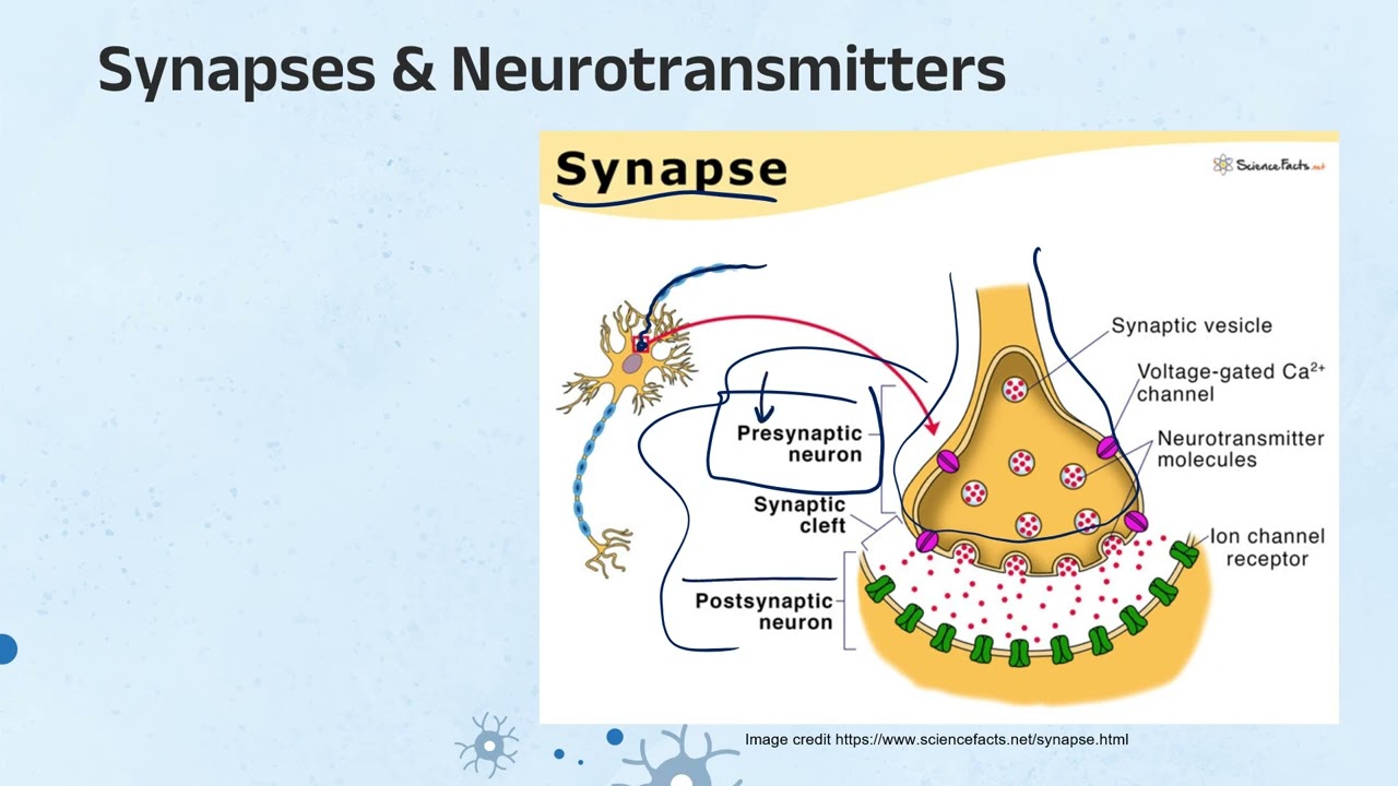 IB Biology C2.2 Neural signaling