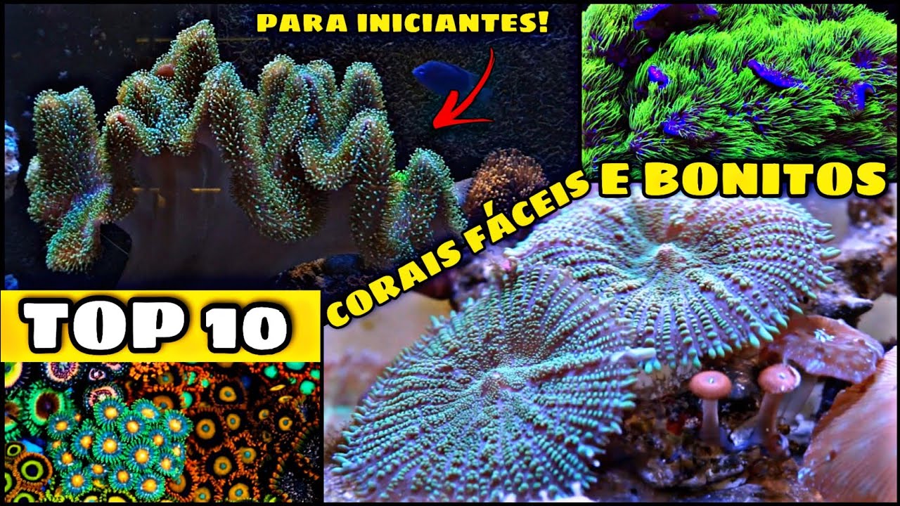 OS 10 CORAIS MAIS FÁCEIS DE SE MANTER! PARA INICIANTES!