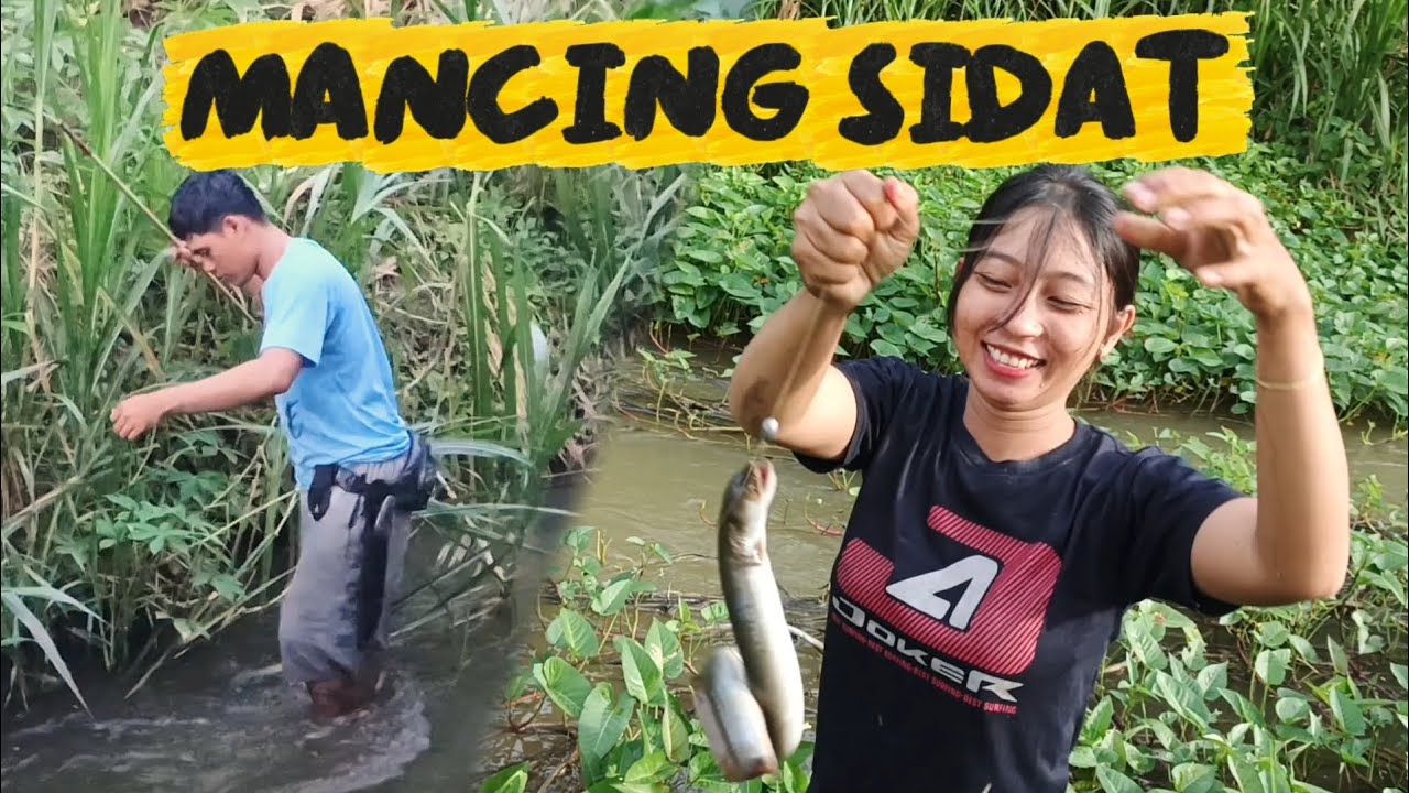 MANCING SIDAT DI SUNGAI KECIL DI KEBUN BELAKANG RUMAH