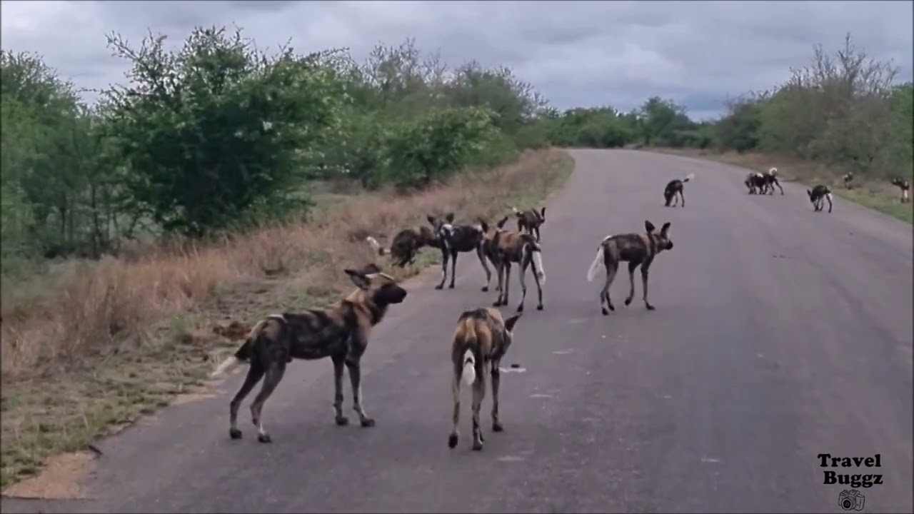 The Social Life of Kruger Park’s Wild Dogs