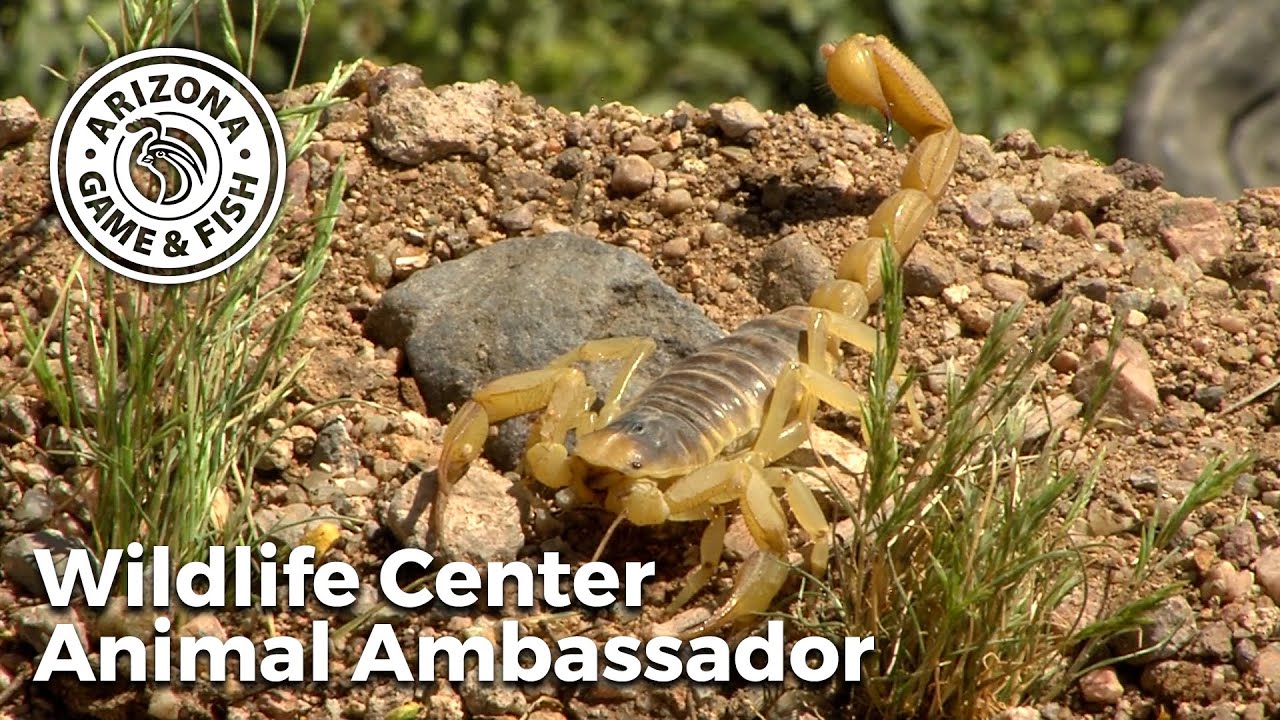 Desert Hairy Scorpion - Arizona Game and Fish Wildlife Center Animal Ambassador
