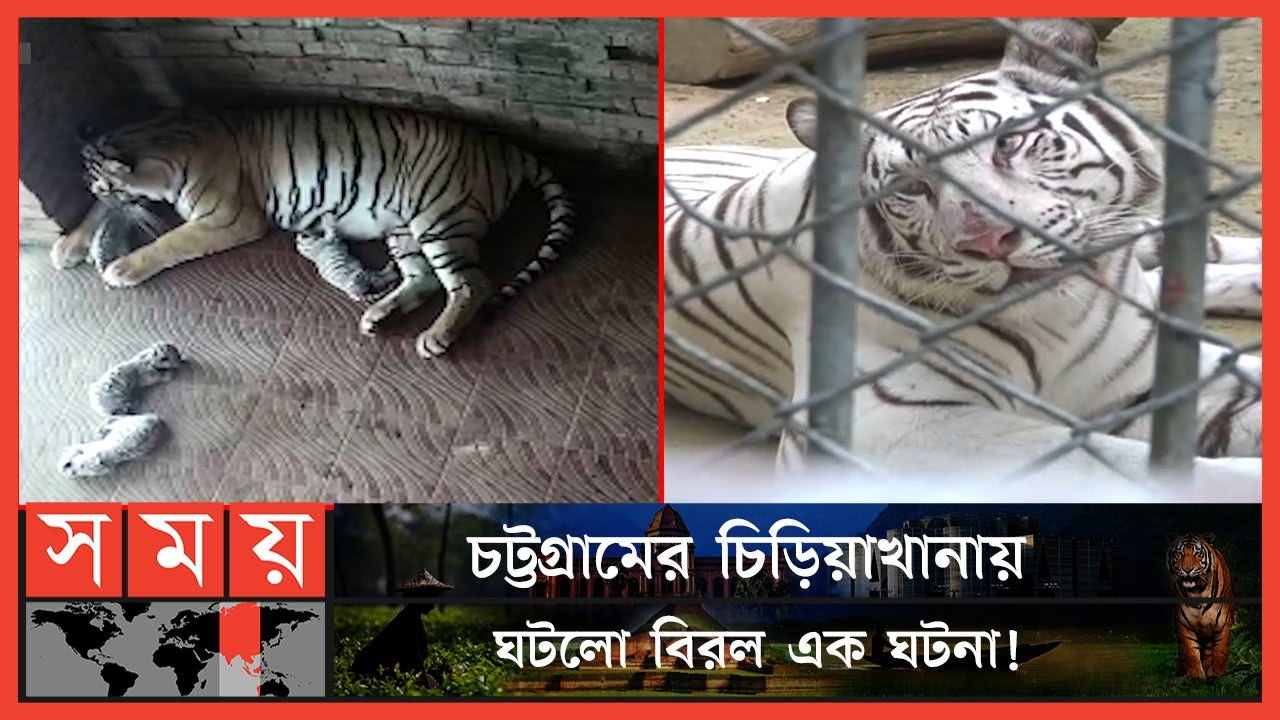 রাজ-পরীর সংসারে বিরল ৪ সাদা বাঘের জন্ম ! | Chattogram Zoo | White Breed | Somoy TV