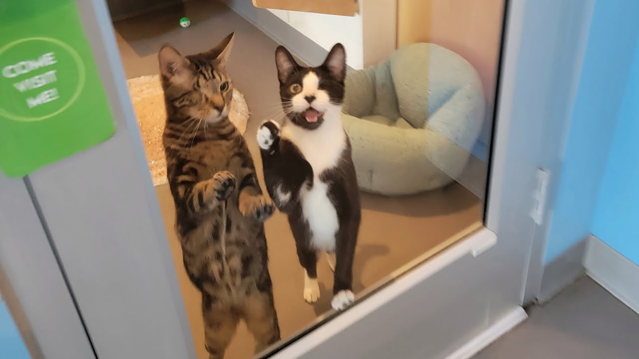 Cat Town kitten socializing!!