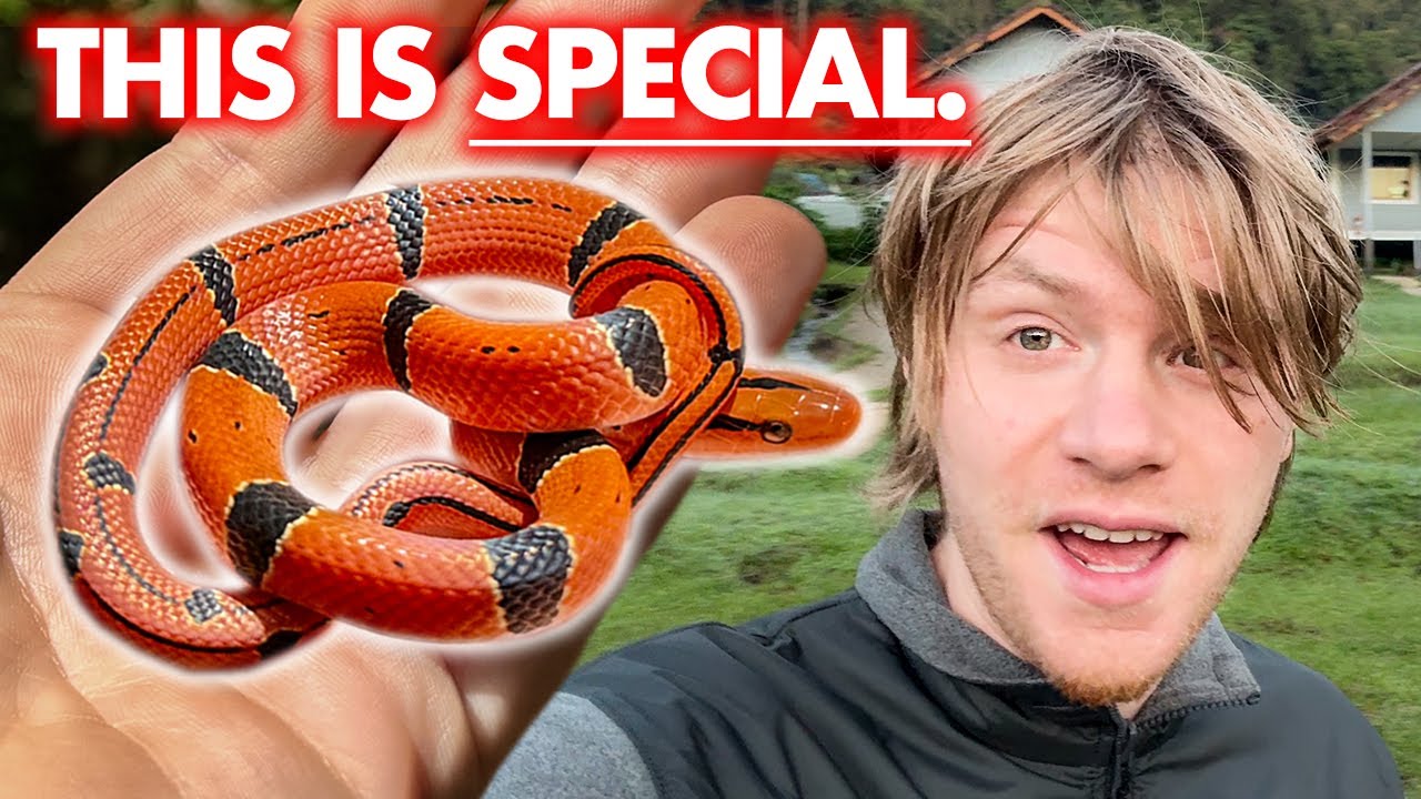Incredible RED bamboo ratsnake and much more - Winter Herping in Northern Thailand